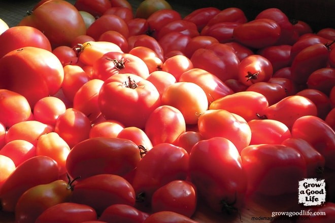 Maine Vegetable Gardening: Tips for Zone 5 Success