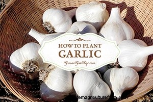 Top Gardening Articles of 2014 | Grow a Good Life