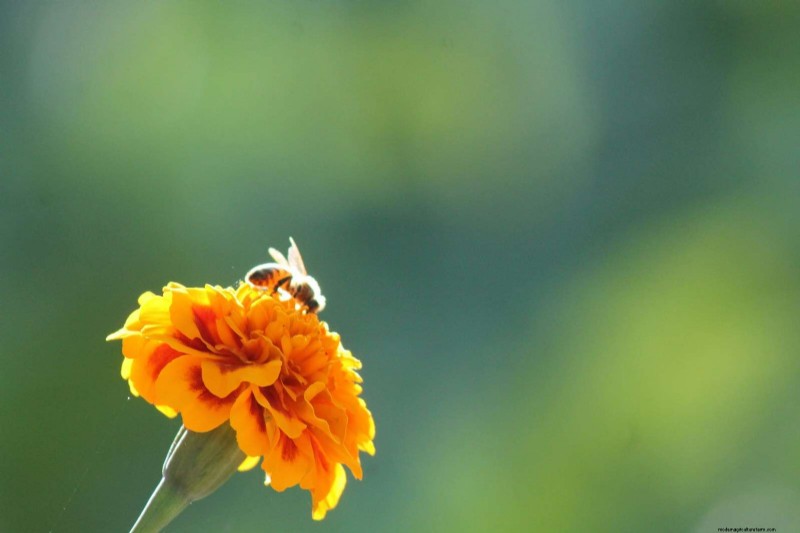 Create a Pollinator-Friendly Garden: Essential Plants & Practices