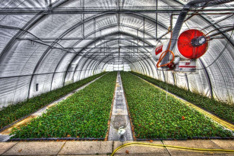 Polytunnel Ventilation: A Guide to Healthy Plant Growth