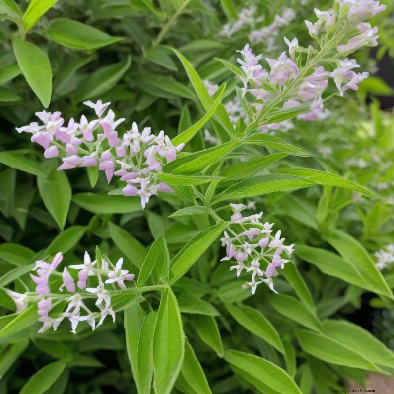 Lemon Verbena Growth: Expert Tips for Cultivating Fragrant Herbs