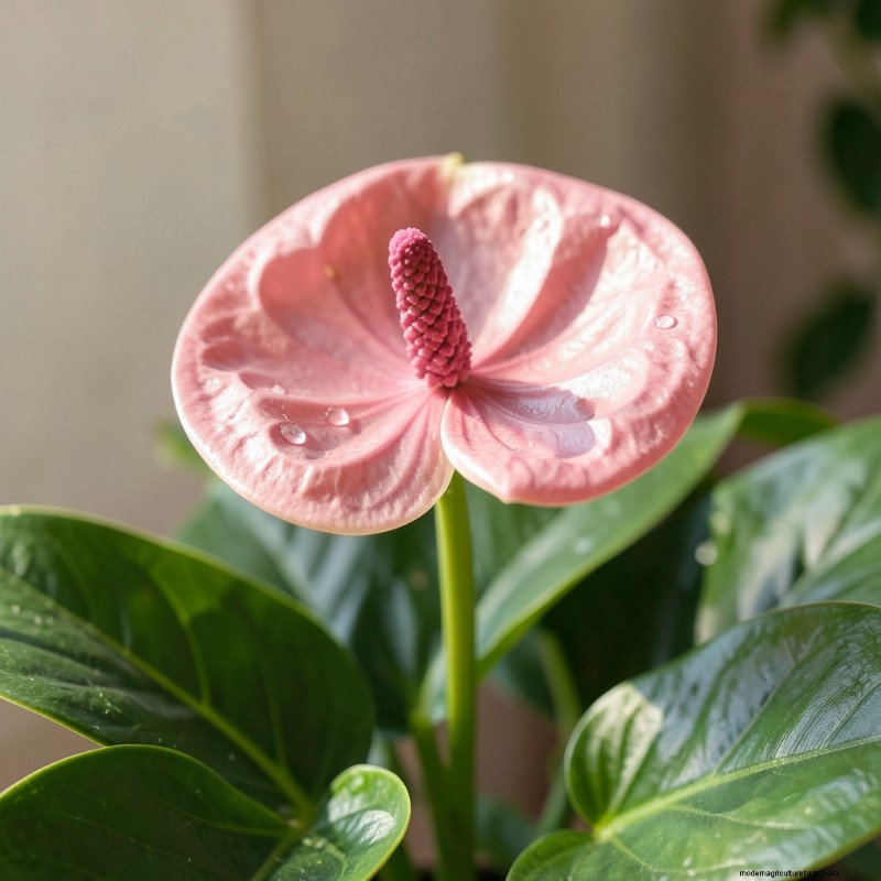 Anthurium Guide: 10 Popular Varieties & Expert Growing Tips