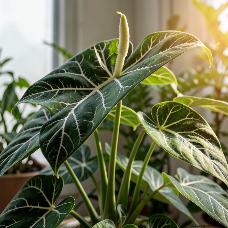 Anthurium Guide: 10 Popular Varieties & Expert Growing Tips