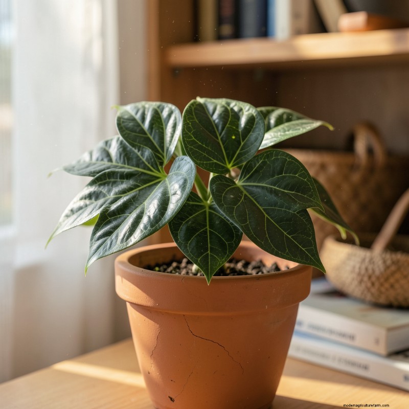 Anthurium Guide: 10 Popular Varieties & Expert Growing Tips