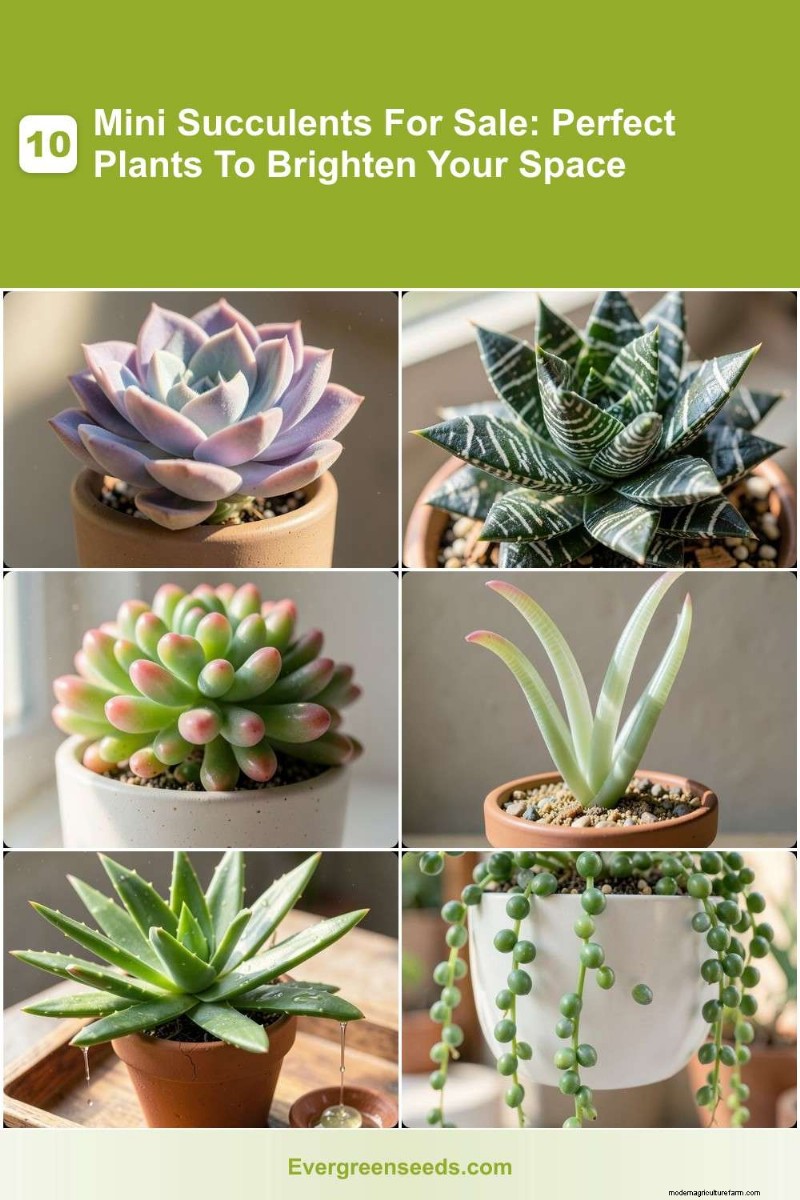 10 Charming Mini Succulents for Sale | Evergreen Seeds