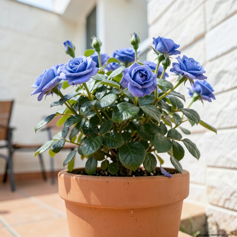 10 Best Blue Rose Bushes for a Unique Garden | Evergreen Seeds