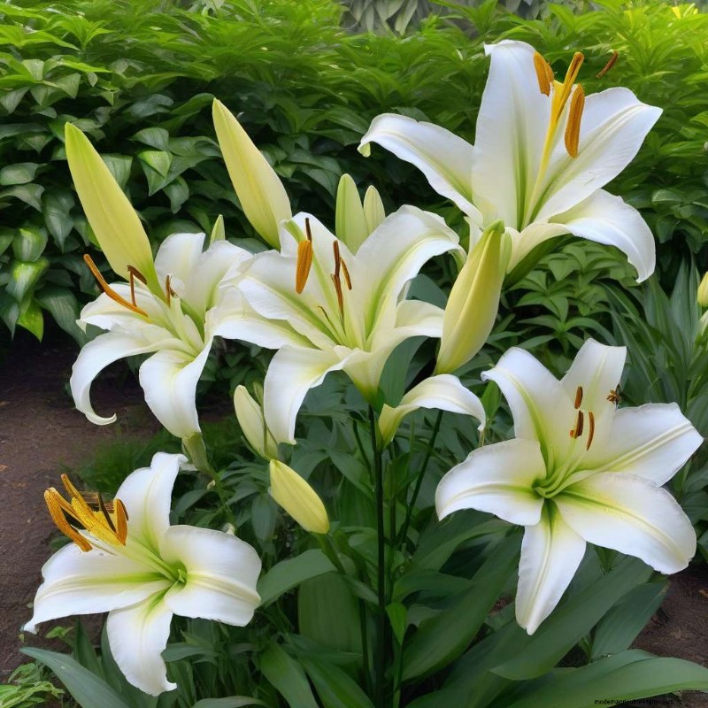 Lily Plant Height: A Comprehensive Guide for Gardeners