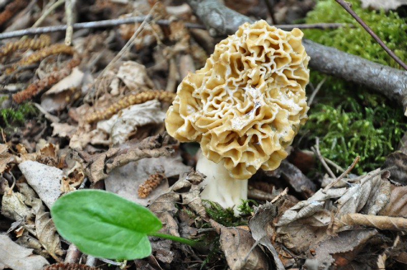 Grow Morel Mushrooms at Home: A Beginner s Guide