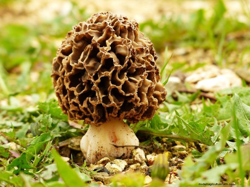 Grow Morel Mushrooms at Home: A Beginner s Guide