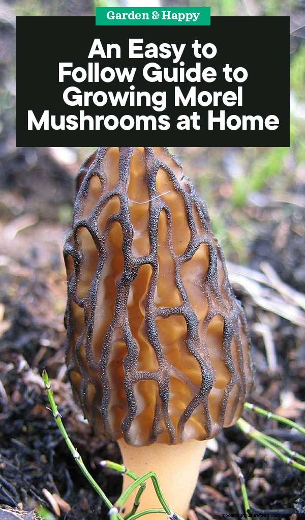 Grow Morel Mushrooms at Home: A Beginner s Guide
