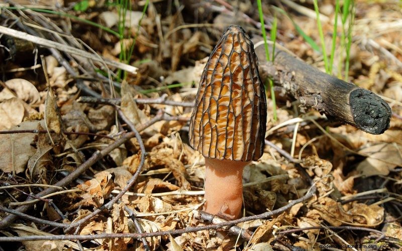 Grow Morel Mushrooms at Home: A Beginner s Guide