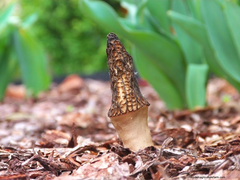 Grow Morel Mushrooms at Home: A Beginner s Guide
