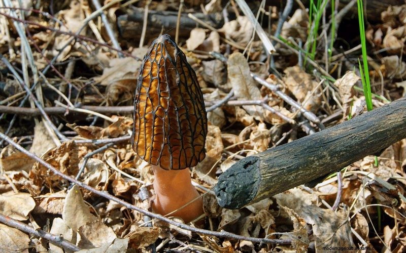 Grow Morel Mushrooms at Home: A Beginner s Guide
