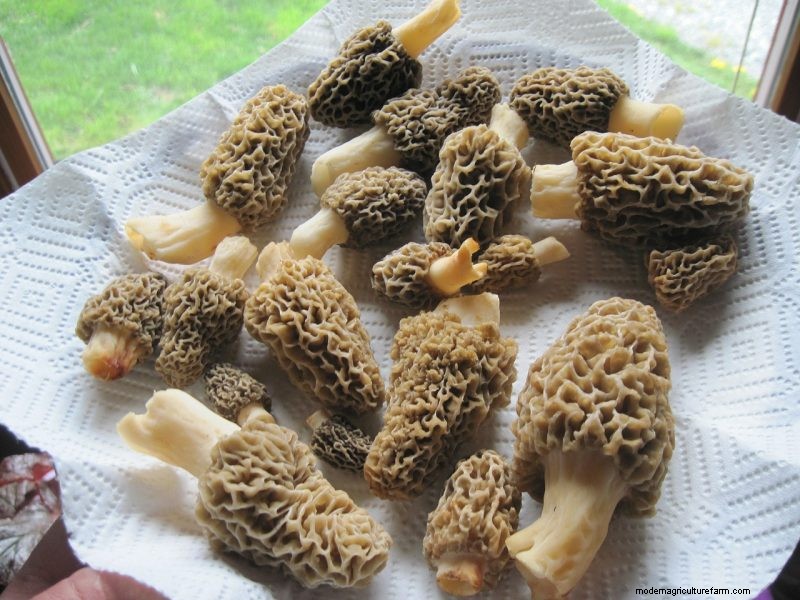 Grow Morel Mushrooms at Home: A Beginner s Guide