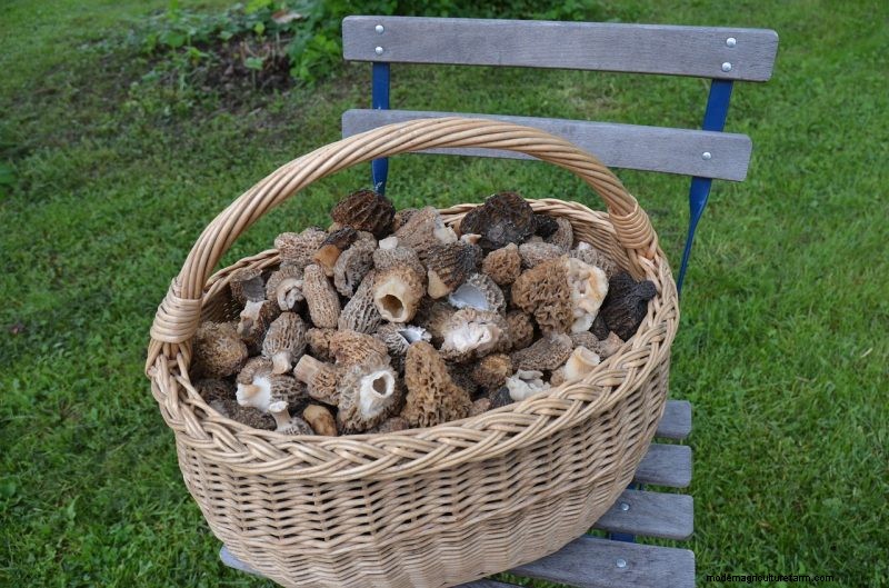 Grow Morel Mushrooms at Home: A Beginner s Guide