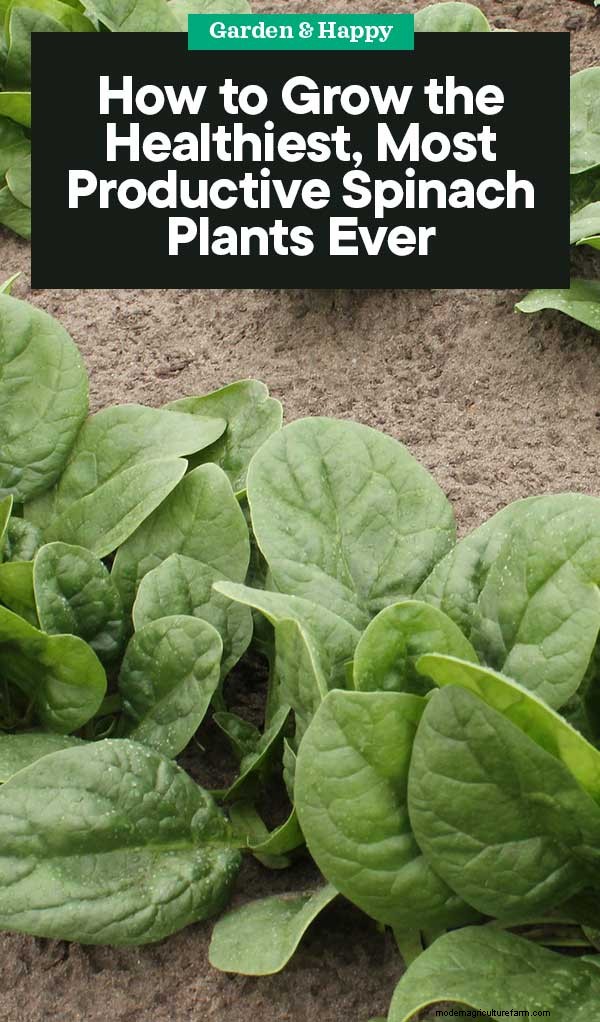 Grow Healthy Spinach: A Complete Guide for Bountiful Harvests