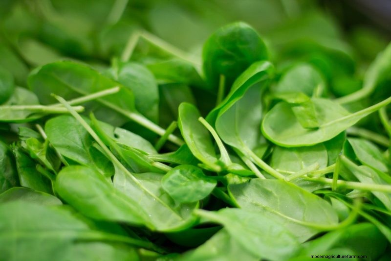 Grow Healthy Spinach: A Complete Guide for Bountiful Harvests