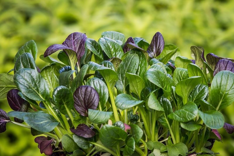 Grow Healthy Spinach: A Complete Guide for Bountiful Harvests