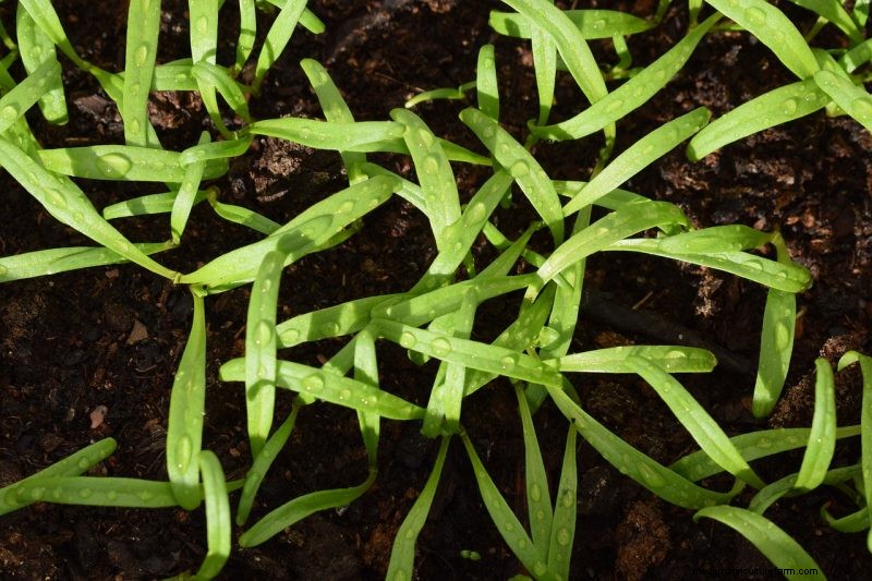 Grow Healthy Spinach: A Complete Guide for Bountiful Harvests