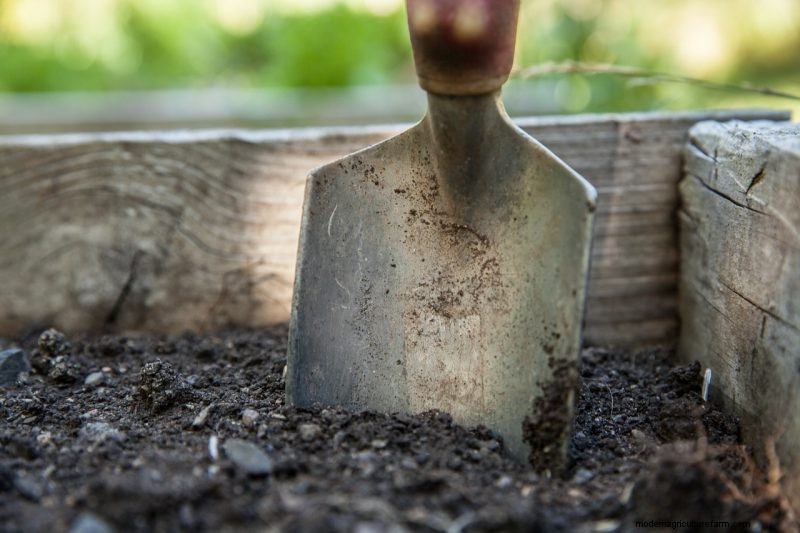 Grow Healthy Spinach: A Complete Guide for Bountiful Harvests