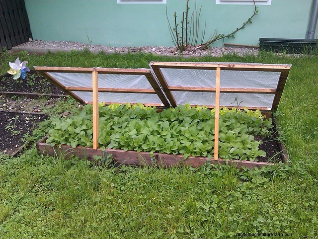 Grow Healthy Spinach: A Complete Guide for Bountiful Harvests