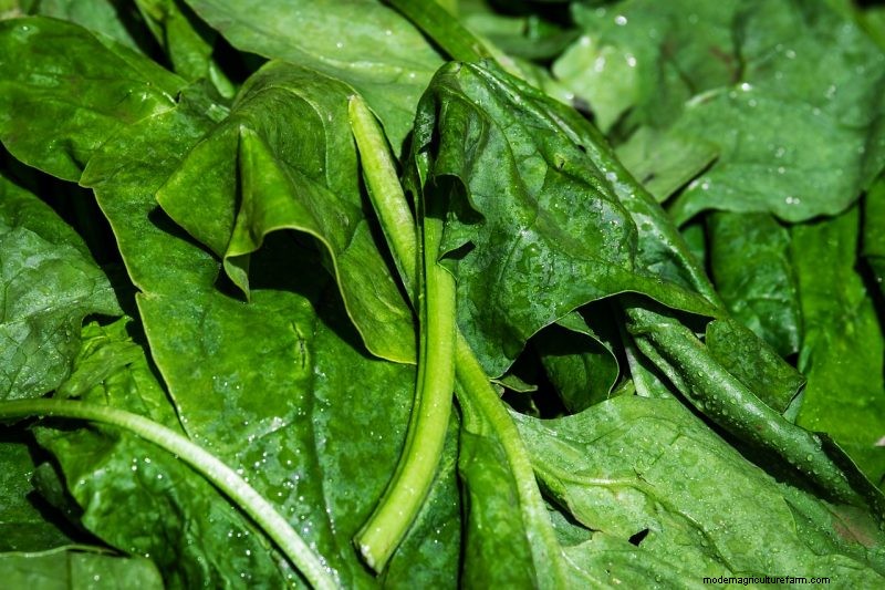 Grow Healthy Spinach: A Complete Guide for Bountiful Harvests