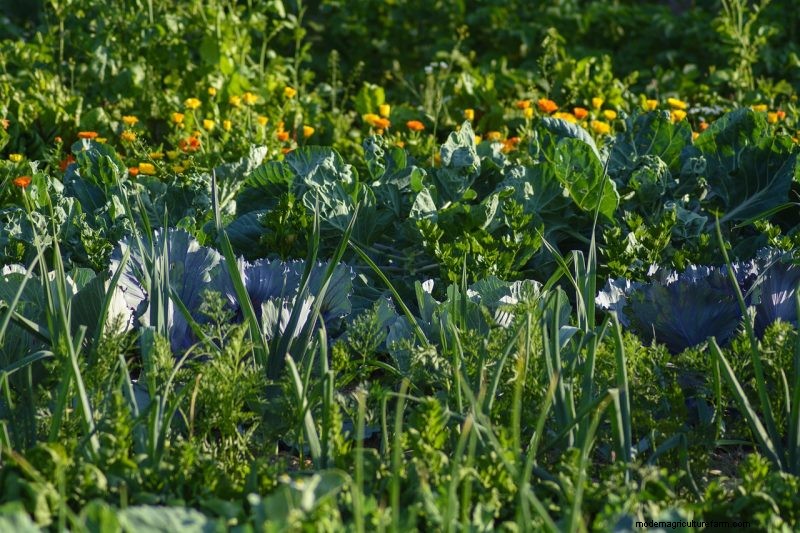 Grow Healthy Spinach: A Complete Guide for Bountiful Harvests