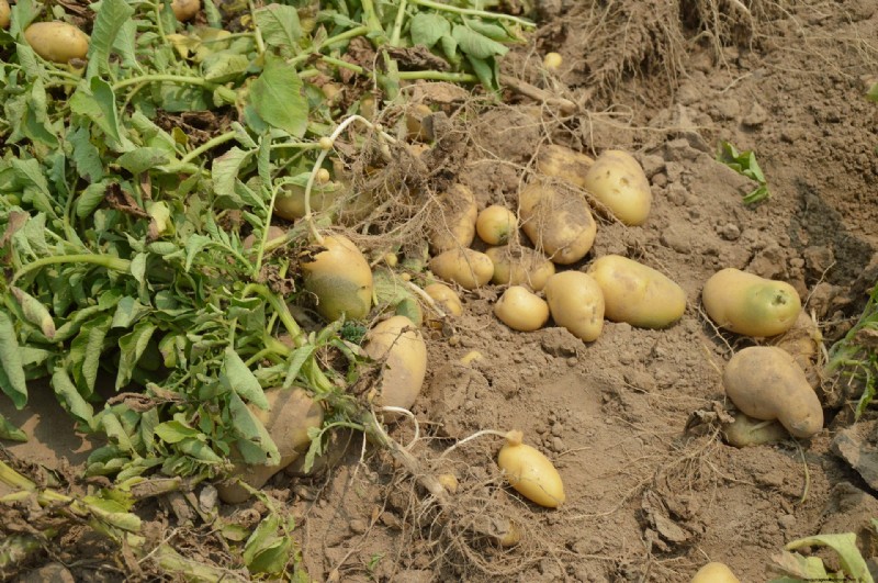 Potato Harvesting & Storage: A Complete Guide for Winter