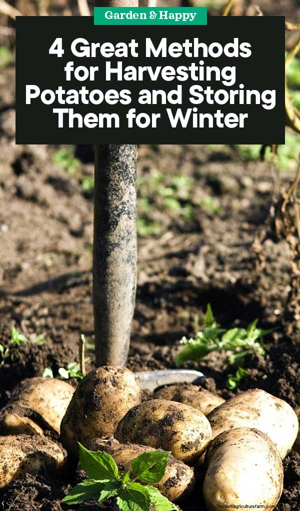 Potato Harvesting & Storage: A Complete Guide for Winter
