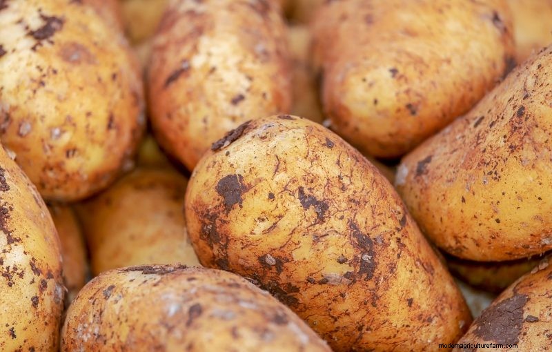 Potato Harvesting & Storage: A Complete Guide for Winter