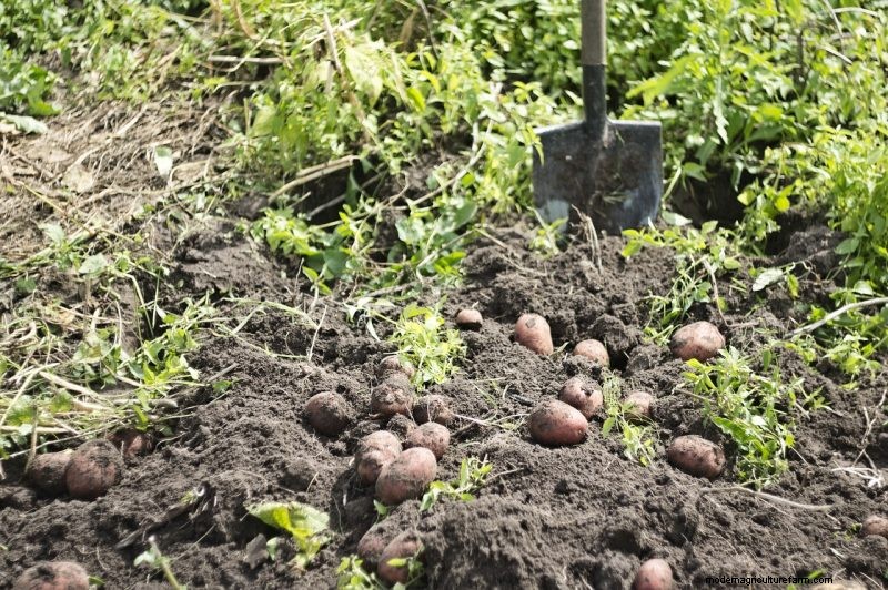 Potato Harvesting & Storage: A Complete Guide for Winter