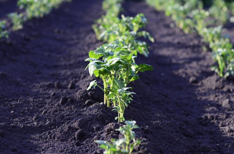 Potato Harvesting & Storage: A Complete Guide for Winter