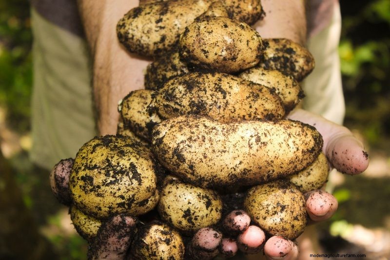 Potato Harvesting & Storage: A Complete Guide for Winter