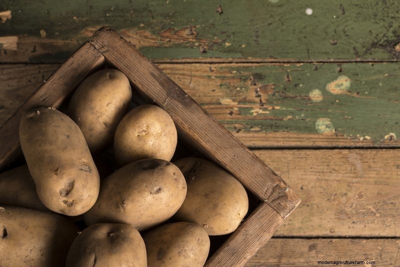 Potato Harvesting & Storage: A Complete Guide for Winter