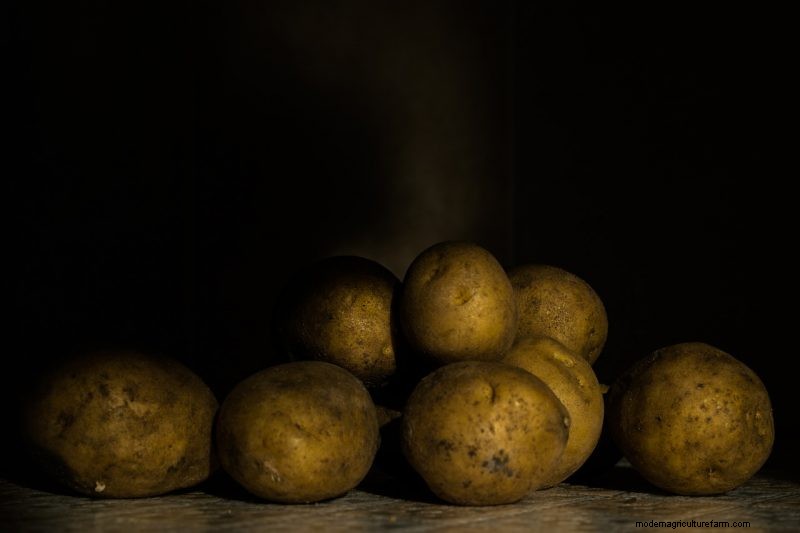 Potato Harvesting & Storage: A Complete Guide for Winter