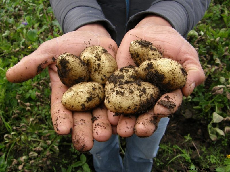 Potato Harvesting & Storage: A Complete Guide for Winter