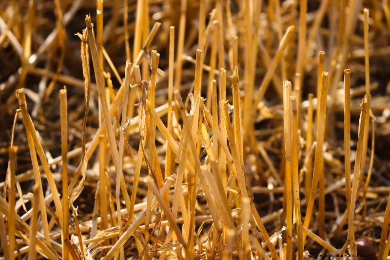Potato Harvesting & Storage: A Complete Guide for Winter