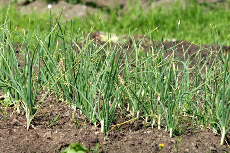 Expert Guide to Harvesting Garlic in Autumn for Optimal Flavor