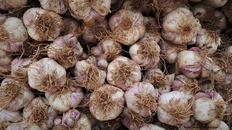 Expert Guide to Harvesting Garlic in Autumn for Optimal Flavor