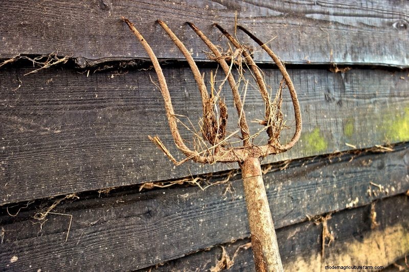 Expert Guide to Harvesting Garlic in Autumn for Optimal Flavor