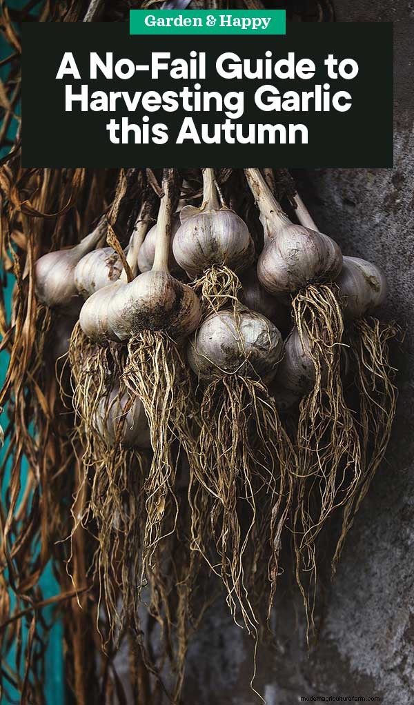 Expert Guide to Harvesting Garlic in Autumn for Optimal Flavor