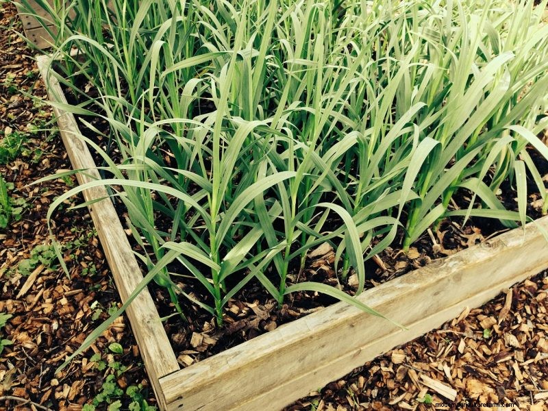 Expert Guide to Harvesting Garlic in Autumn for Optimal Flavor