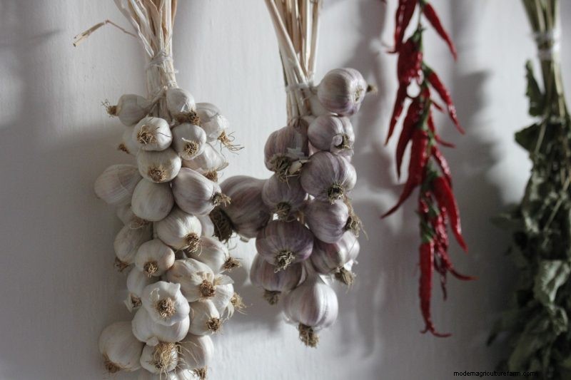 Expert Guide to Harvesting Garlic in Autumn for Optimal Flavor