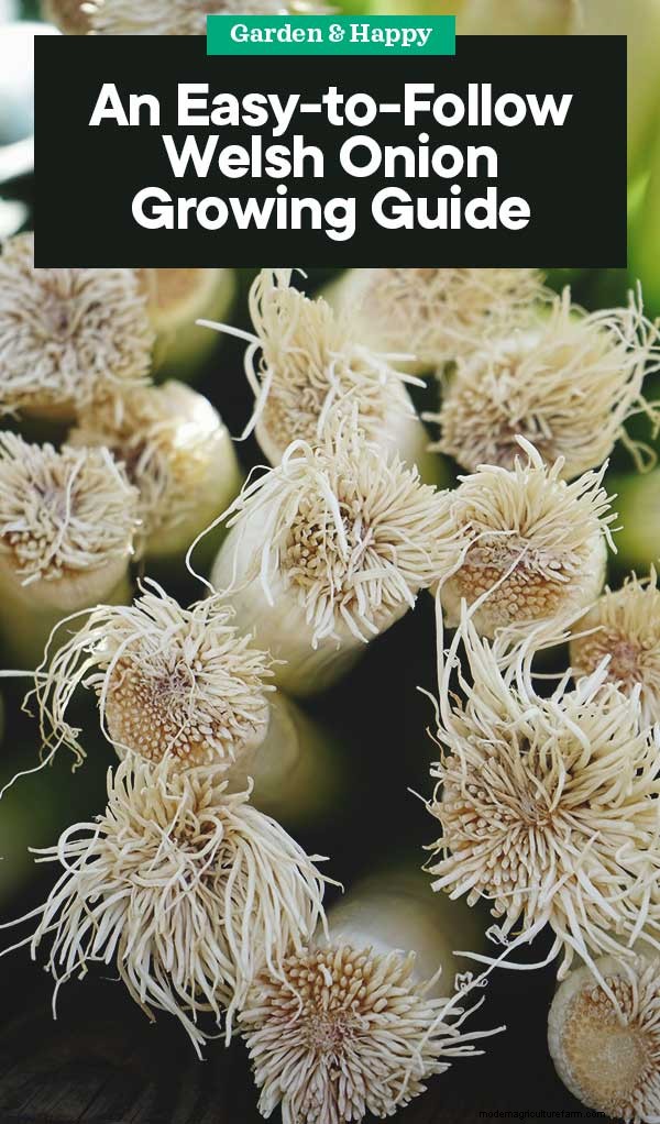 Grow Welsh Onions: A Comprehensive Guide for Beginners