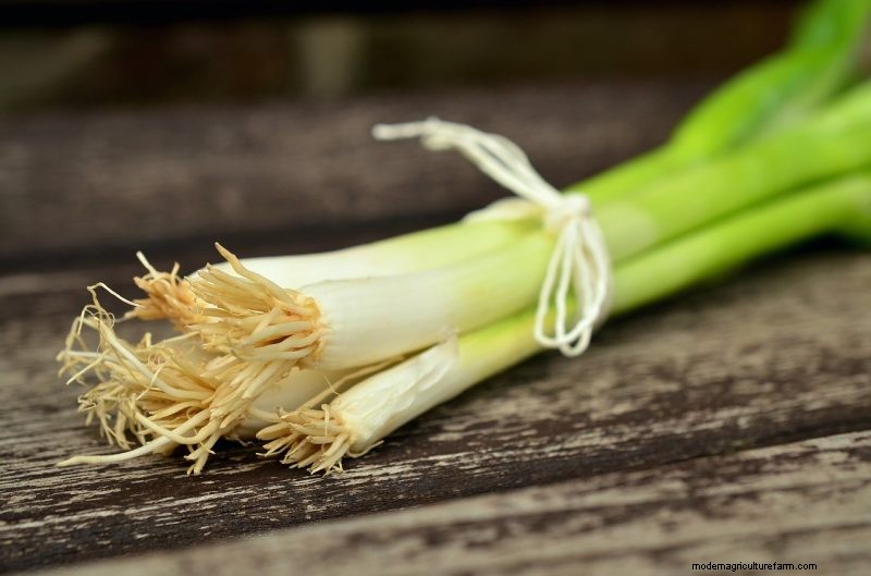 Grow Welsh Onions: A Comprehensive Guide for Beginners