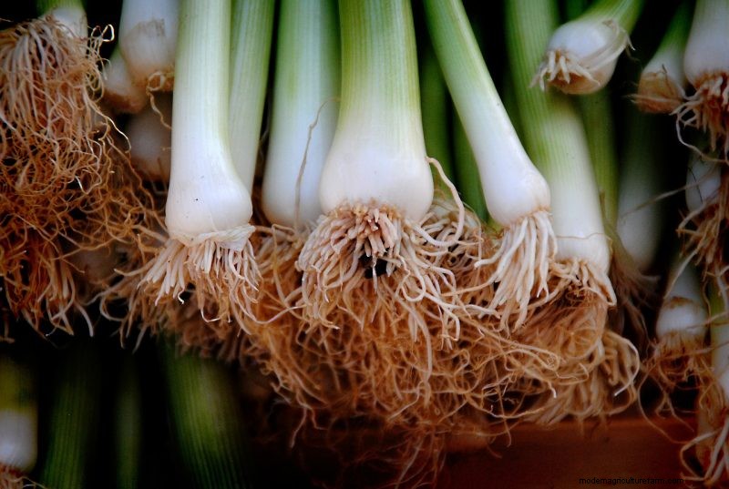 Grow Welsh Onions: A Comprehensive Guide for Beginners