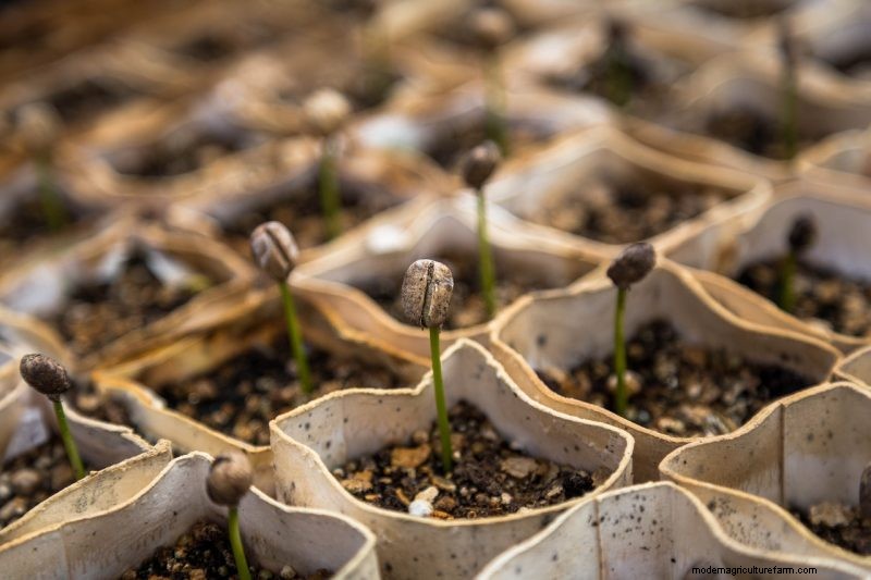 Grow Welsh Onions: A Comprehensive Guide for Beginners