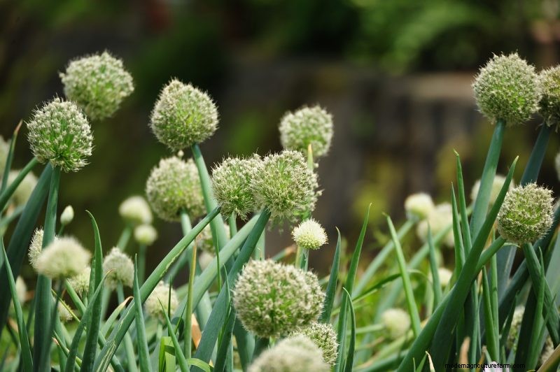 Grow Welsh Onions: A Comprehensive Guide for Beginners