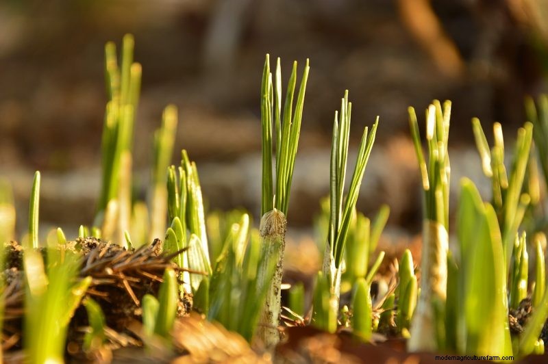 Grow Welsh Onions: A Comprehensive Guide for Beginners