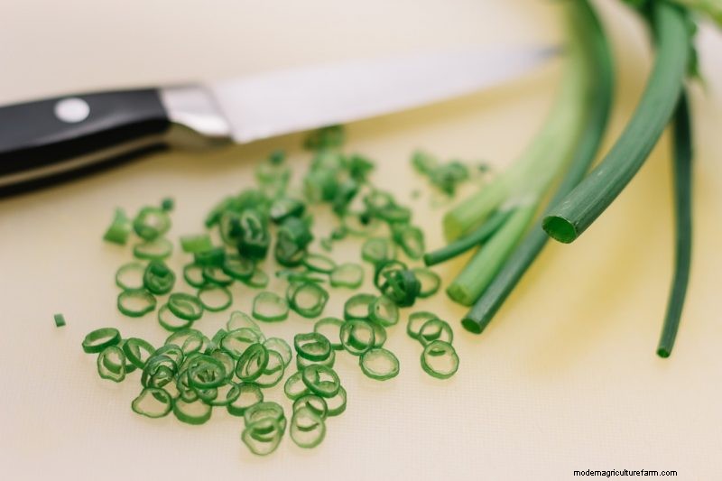 Grow Welsh Onions: A Comprehensive Guide for Beginners